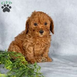 Jasper, Miniature Poodle Puppy